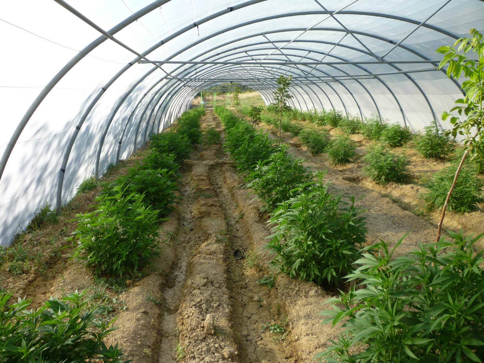 El afán de las normalizaciones