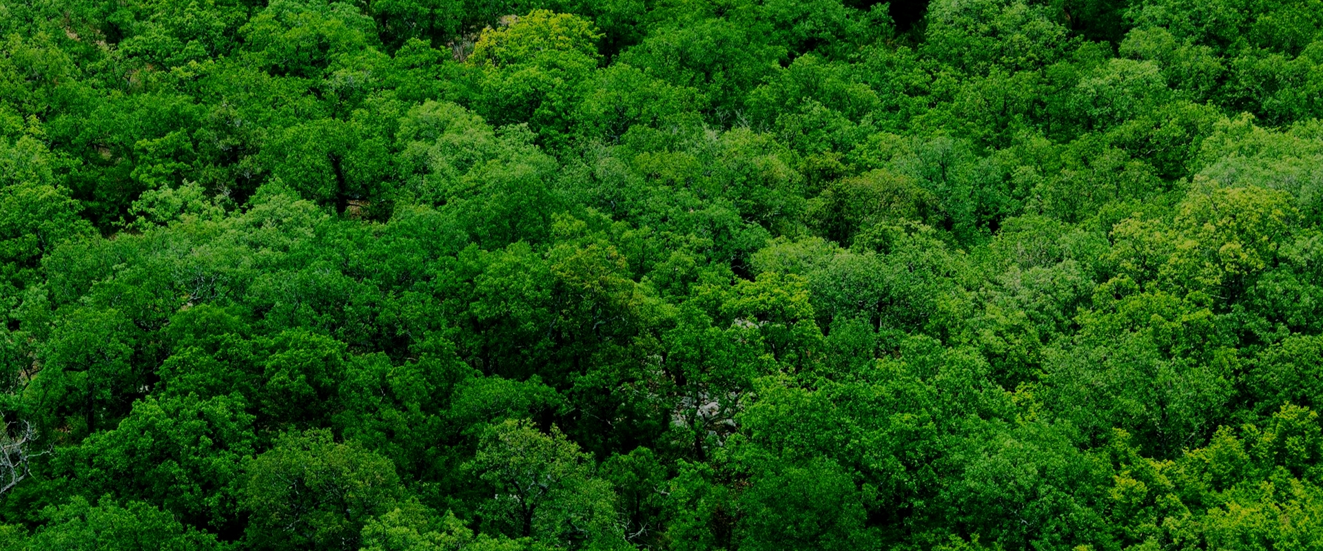 Al cuidado de nuestra casa común