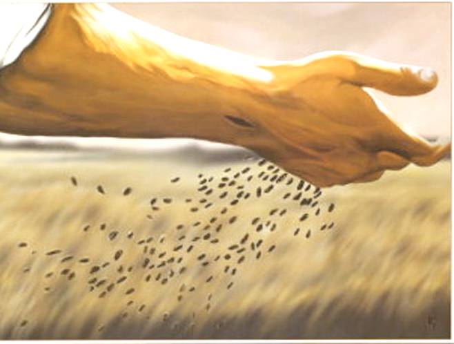 LITURGIA Junio 17 El Reino brota a partir de lo sembrado en cada ser humano