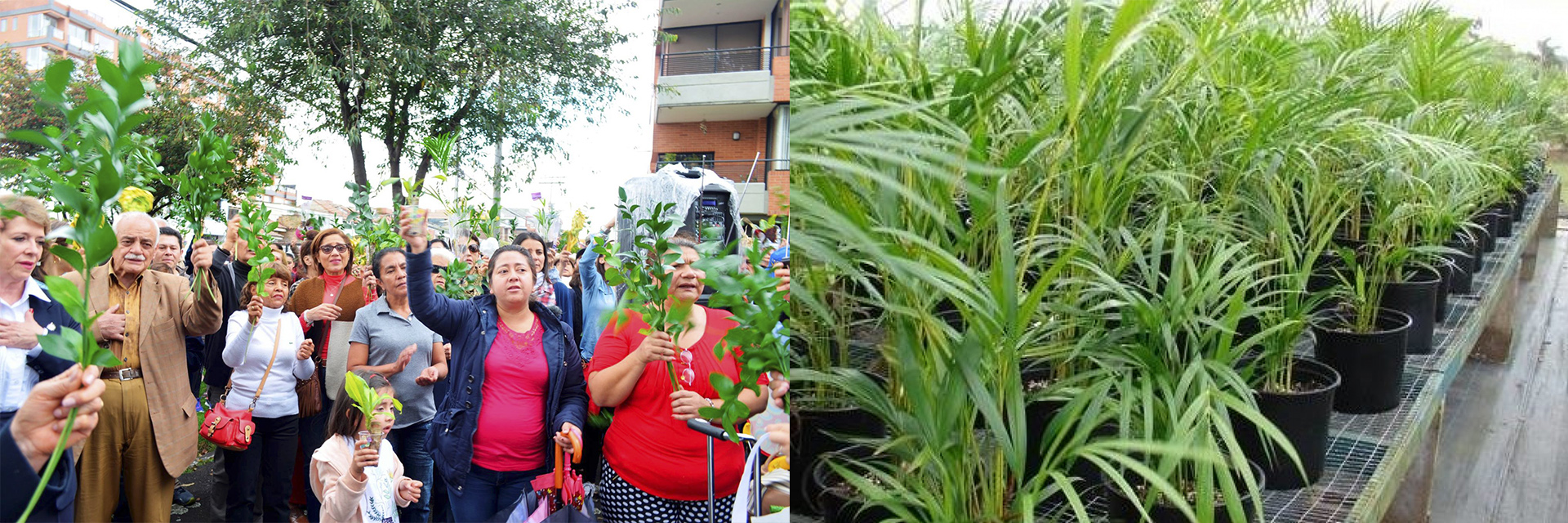 ¿De dónde provienen las palmas para Domingo de Ramos?