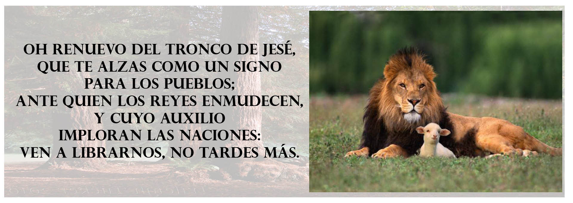 Raíz sagrada de Jesé (Día cuarto)