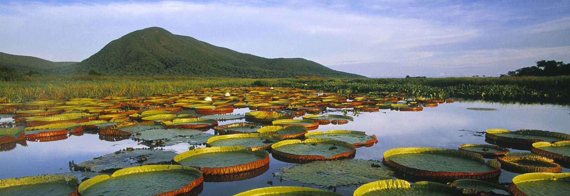 En defensa de la Amazonia, pulmón del mundo