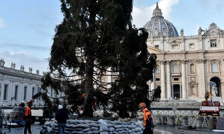 Arbol Vaticano