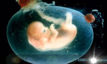 Planned Parenthood comercia con los cuerpos de los niños abortados