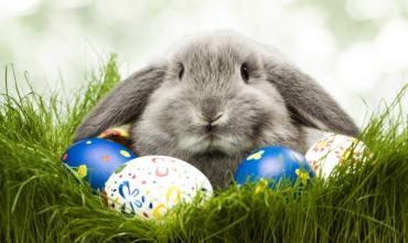 Los niños preguntan:¿Qué relación tiene el conejo y el huevo de Pascua?