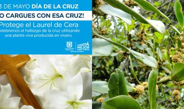 El cristiano debe proteger la Creación: celebre el hallazgo de la Cruz con plantas de vivero