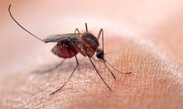 Zika no es sinónimo de microcefalia
