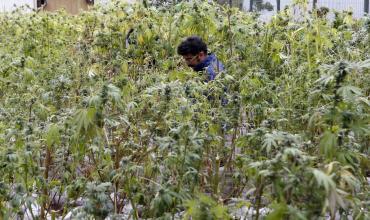 La Santa Sede se opone a legalizar las drogas