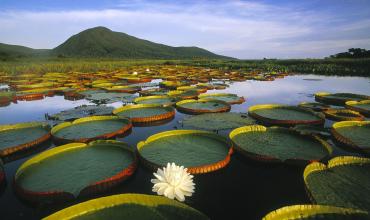 Modelos sostenibles para el Amazonas, vitales para el planeta